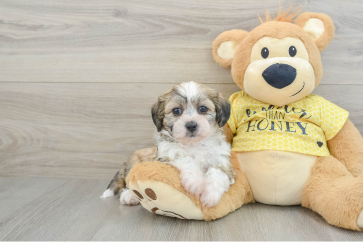 Teddy Bear Pup Being Cute