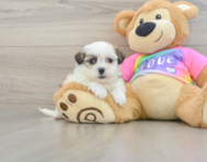 8 week old Teddy Bear Puppy For Sale - Seaside Pups