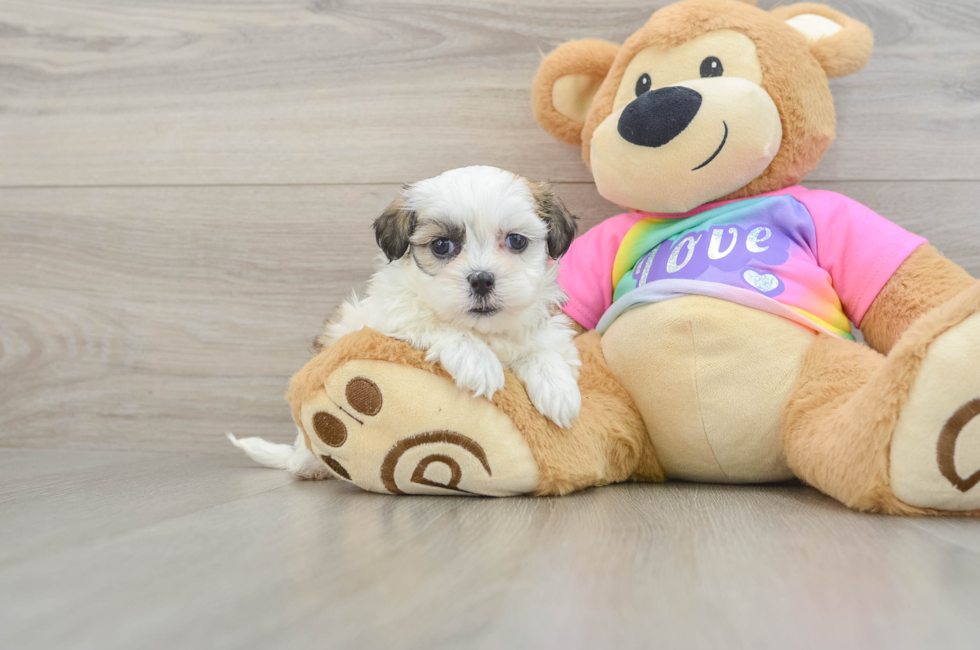 5 week old Teddy Bear Puppy For Sale - Seaside Pups