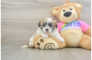Best Teddy Bear Baby