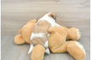 Little Shi Chon Designer Puppy