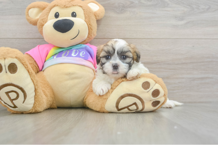 Teddy Bear Pup Being Cute