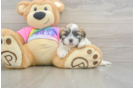 Teddy Bear Pup Being Cute