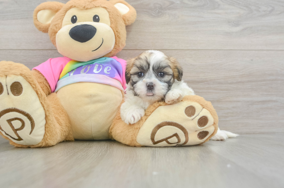 5 week old Teddy Bear Puppy For Sale - Seaside Pups