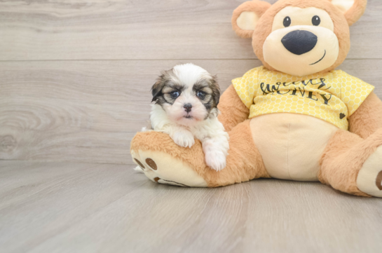Teddy Bear Puppy for Adoption