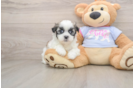 Smart Teddy Bear Designer Pup