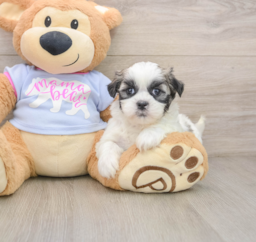 6 week old Teddy Bear Puppy For Sale - Seaside Pups