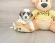 9 week old Teddy Bear Puppy For Sale - Seaside Pups