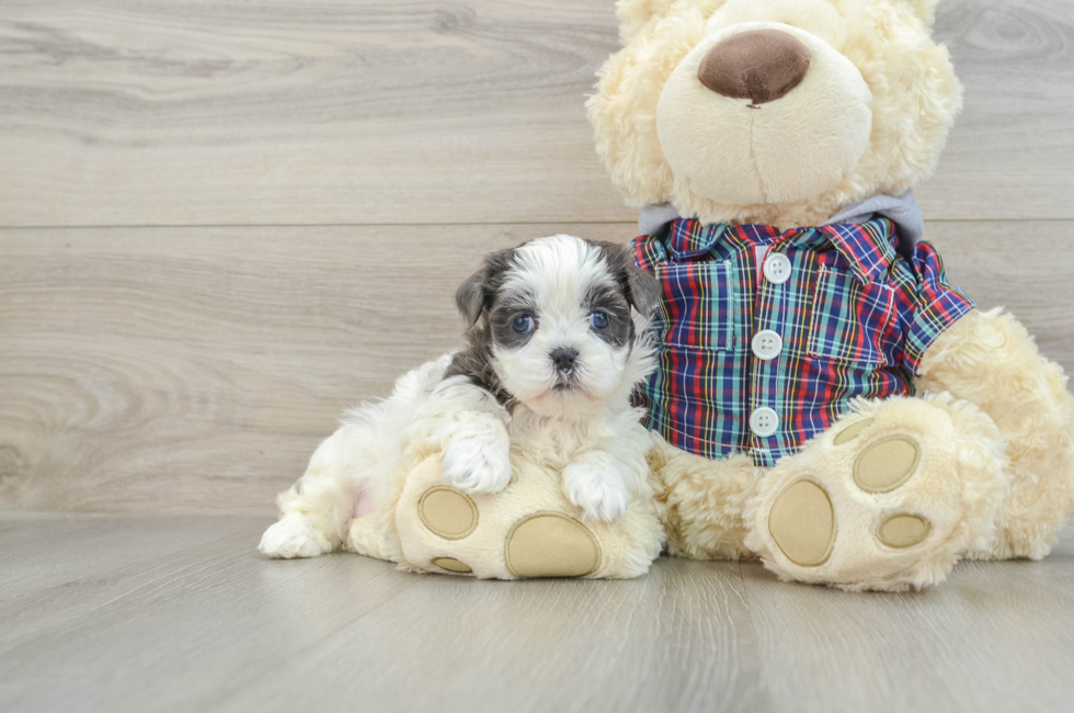 6 week old Teddy Bear Puppy For Sale - Seaside Pups