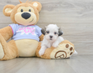 7 week old Teddy Bear Puppy For Sale - Seaside Pups