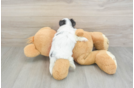 Teddy Bear Puppy for Adoption