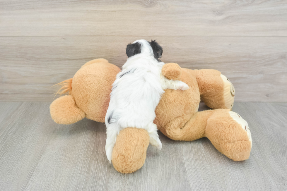 Teddy Bear Puppy for Adoption