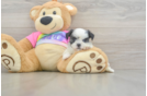 Teddy Bear Puppy for Adoption