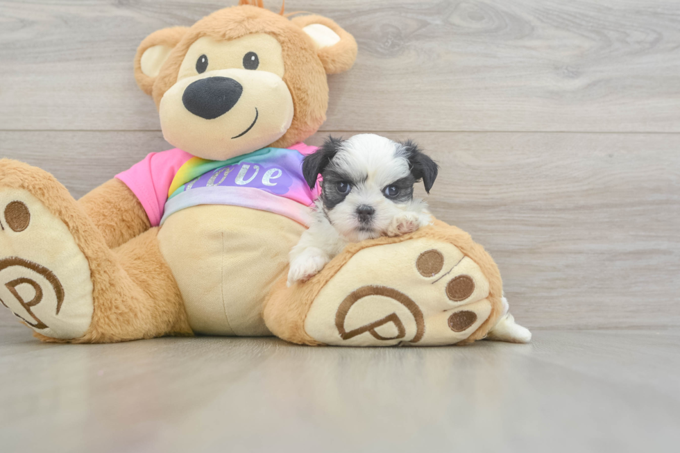 Teddy Bear Puppy for Adoption