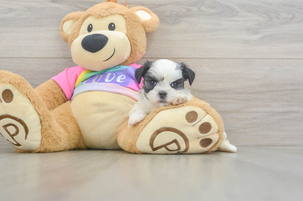 5 week old Teddy Bear Puppy For Sale - Seaside Pups