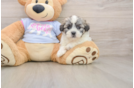 Adorable Shi Chon Designer Puppy