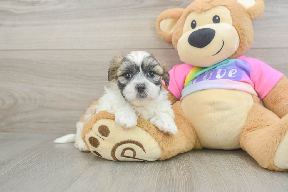 Small Teddy Bear Baby