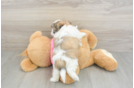 Teddy Bear Pup Being Cute