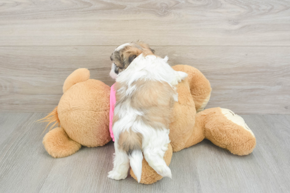Teddy Bear Pup Being Cute