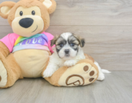 7 week old Teddy Bear Puppy For Sale - Seaside Pups