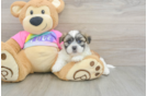 Teddy Bear Puppy for Adoption