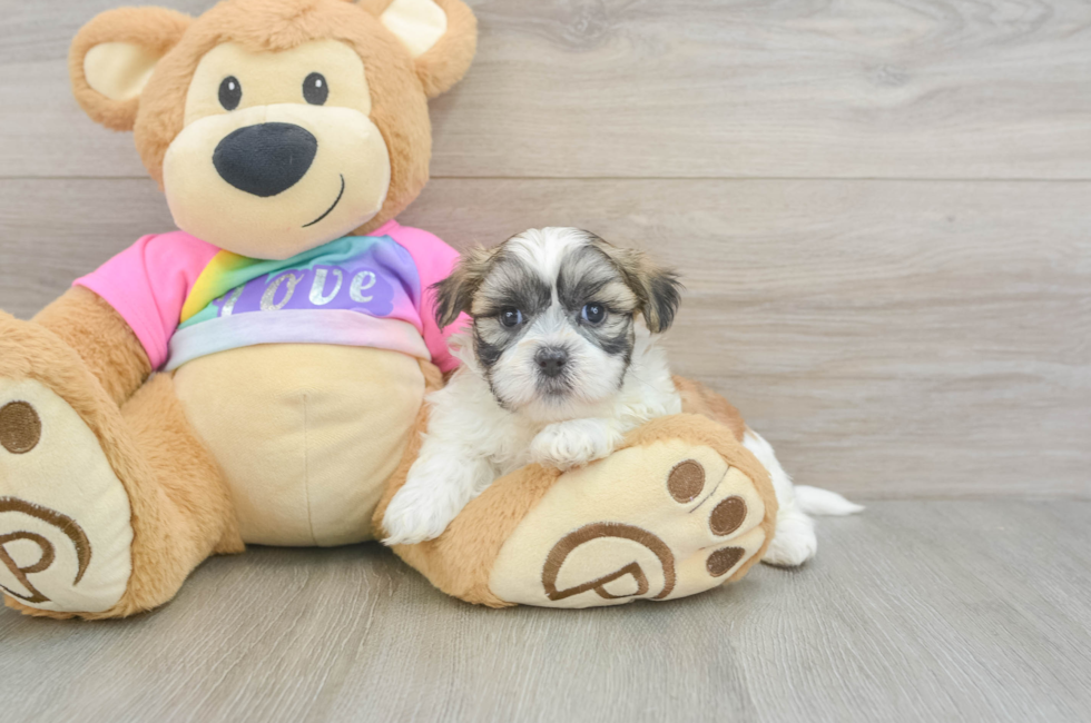 5 week old Teddy Bear Puppy For Sale - Seaside Pups