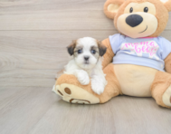 8 week old Teddy Bear Puppy For Sale - Seaside Pups