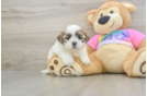 Best Teddy Bear Baby