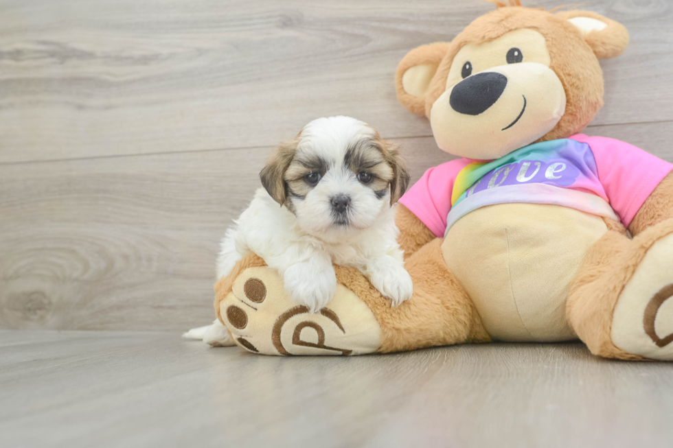 Best Teddy Bear Baby