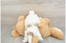 Teddy Bear Pup Being Cute