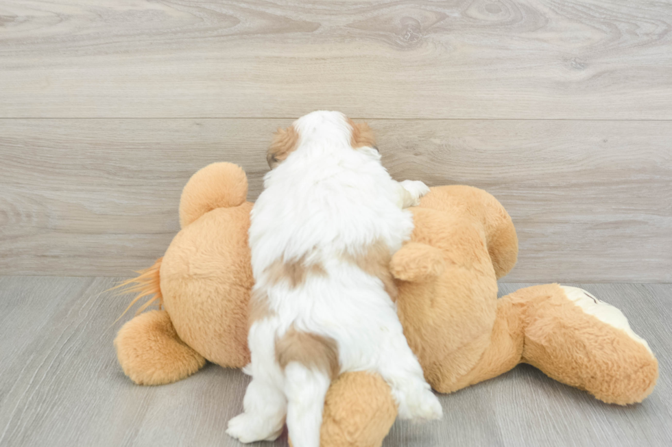Teddy Bear Pup Being Cute