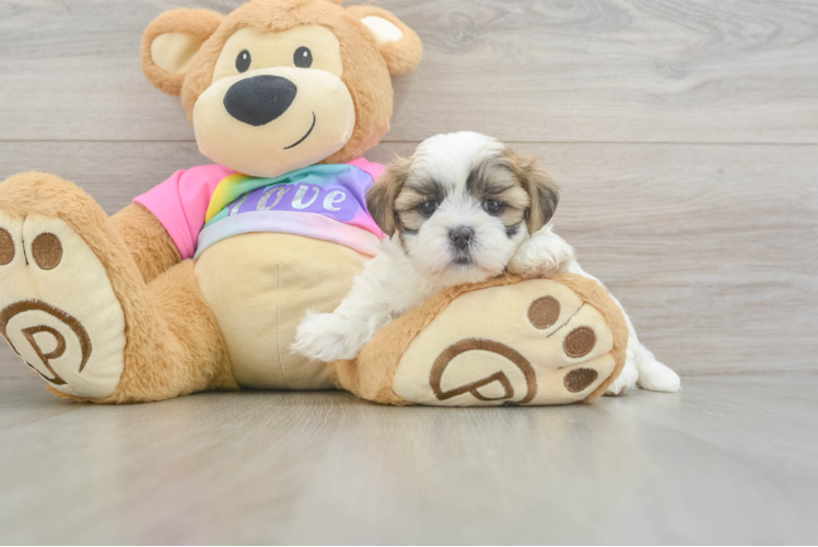 Best Teddy Bear Baby