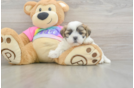 Best Teddy Bear Baby
