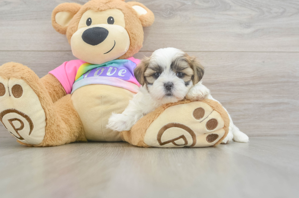 5 week old Teddy Bear Puppy For Sale - Seaside Pups