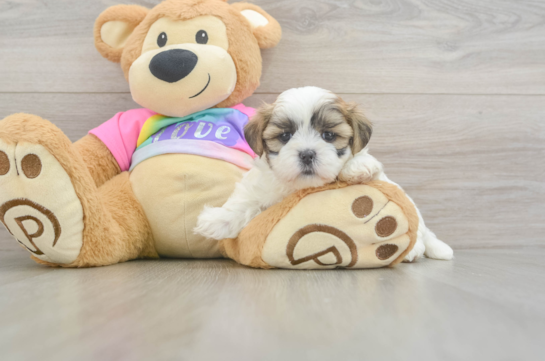 Best Teddy Bear Baby