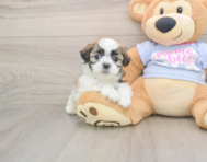 8 week old Teddy Bear Puppy For Sale - Seaside Pups