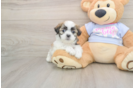 Teddy Bear Puppy for Adoption