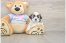 Teddy Bear Pup Being Cute