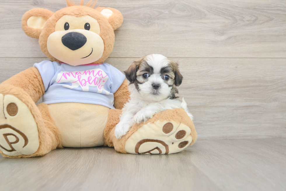 Teddy Bear Pup Being Cute
