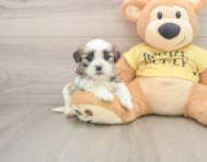 8 week old Teddy Bear Puppy For Sale - Seaside Pups