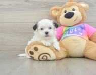 6 week old Teddy Bear Puppy For Sale - Seaside Pups