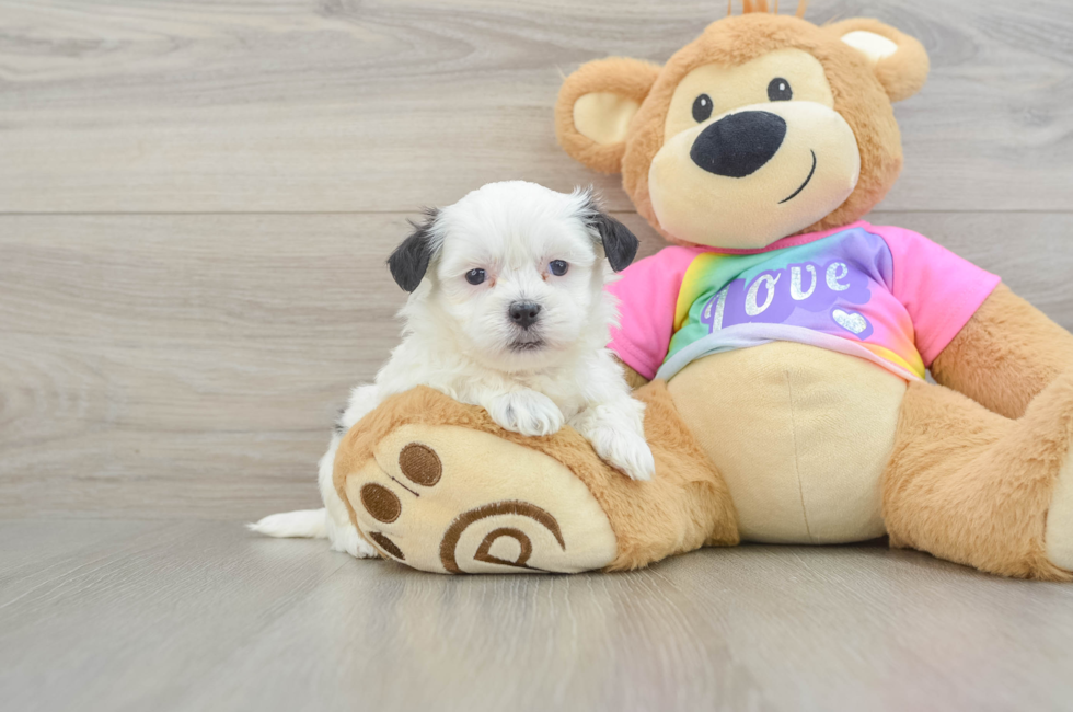 5 week old Teddy Bear Puppy For Sale - Seaside Pups