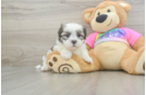 Energetic Shi Chon Designer Puppy