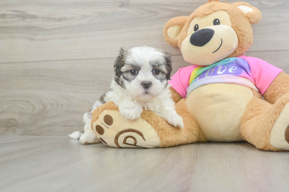 Energetic Shi Chon Designer Puppy