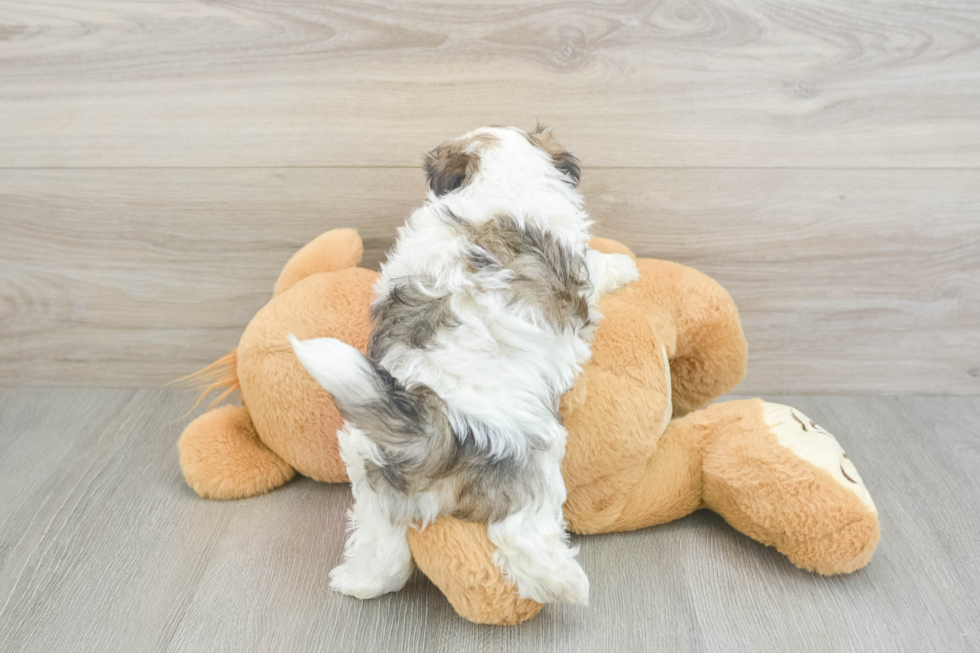 Best Teddy Bear Baby