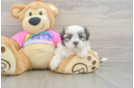 Teddy Bear Puppy for Adoption