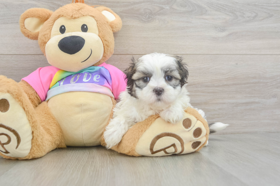 5 week old Teddy Bear Puppy For Sale - Seaside Pups