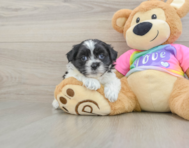 6 week old Teddy Bear Puppy For Sale - Seaside Pups