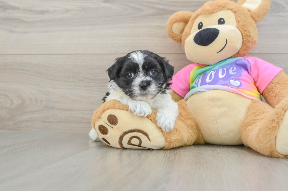 5 week old Teddy Bear Puppy For Sale - Seaside Pups