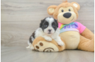Teddy Bear Puppy for Adoption